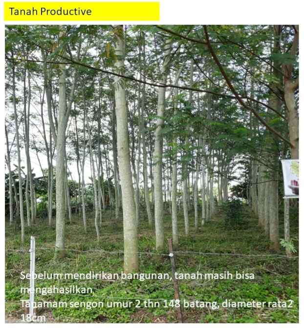 dijual tanah jl bangau sakti