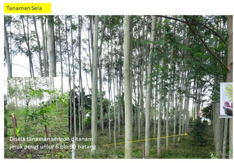 dijual tanah jl bangau sakti