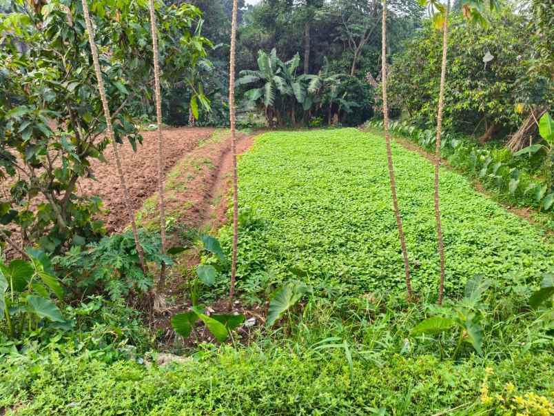 dijual tanah jl kp setu bojong