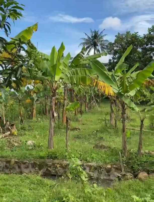 dijual tanah kebun pisang akses jl mobil
