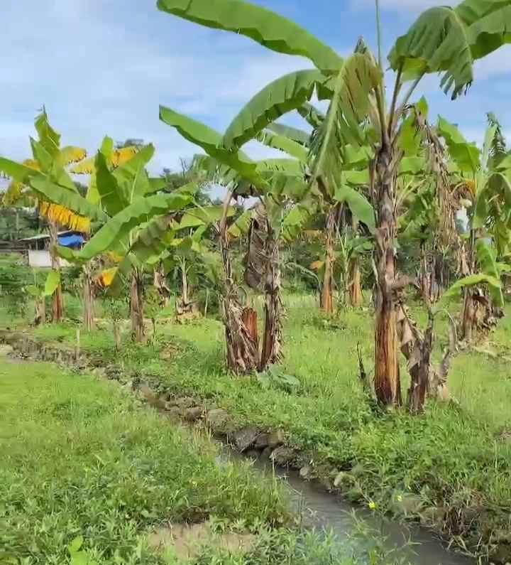 dijual tanah kebun pisang akses jl mobil
