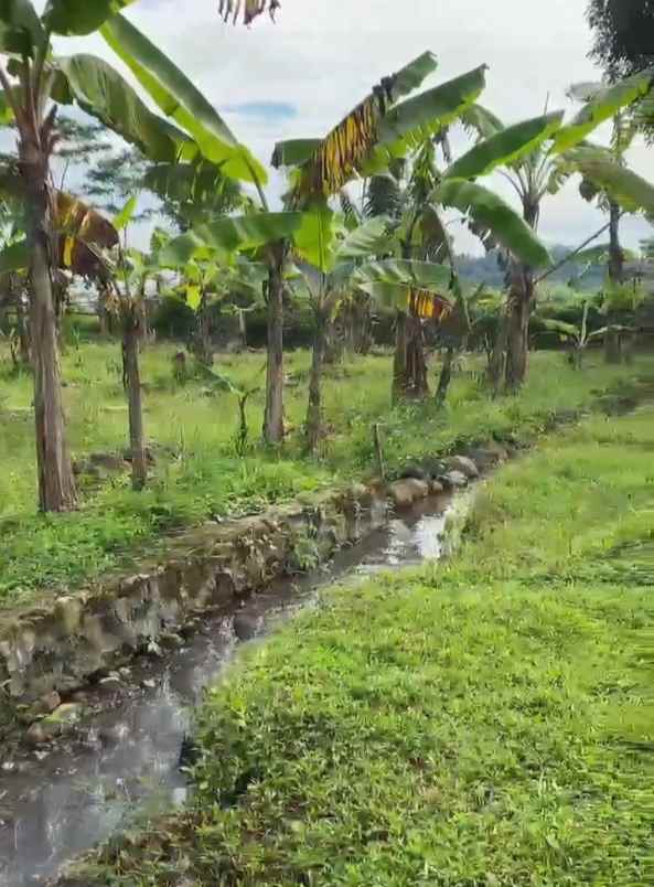 dijual tanah kebun pisang akses jl mobil