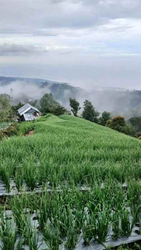 dijual tanah kintamani bangli bali