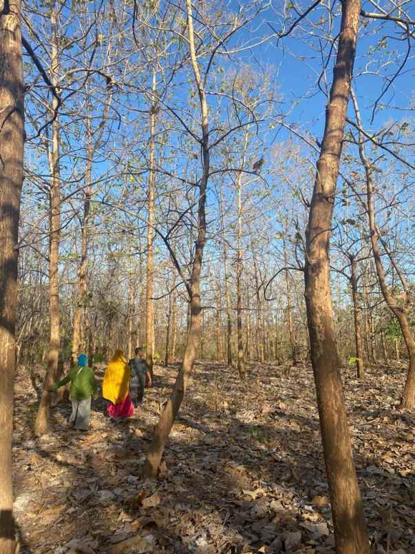 dijual tanah komersial 2 hektar shm di labuhan sumbawa