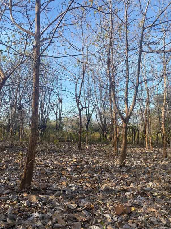 dijual tanah komersial 2 hektar shm di labuhan sumbawa