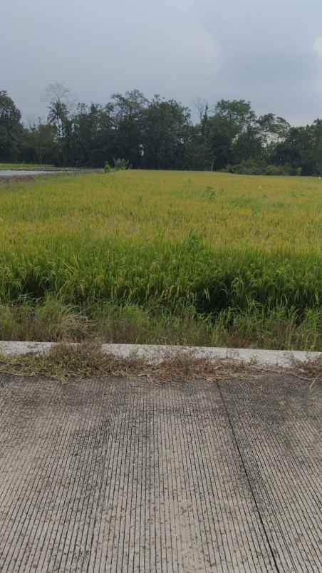 dijual tanah sawah widodomartani sleman yogyakarta