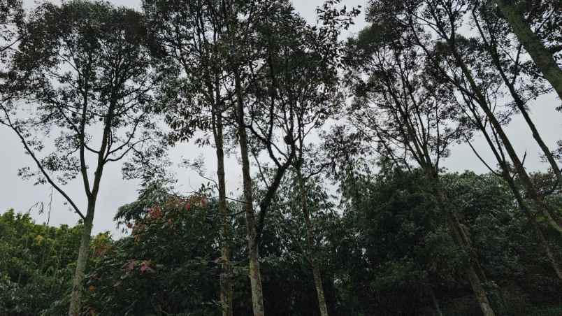 dijual tanah sukaharja kec cijeruk