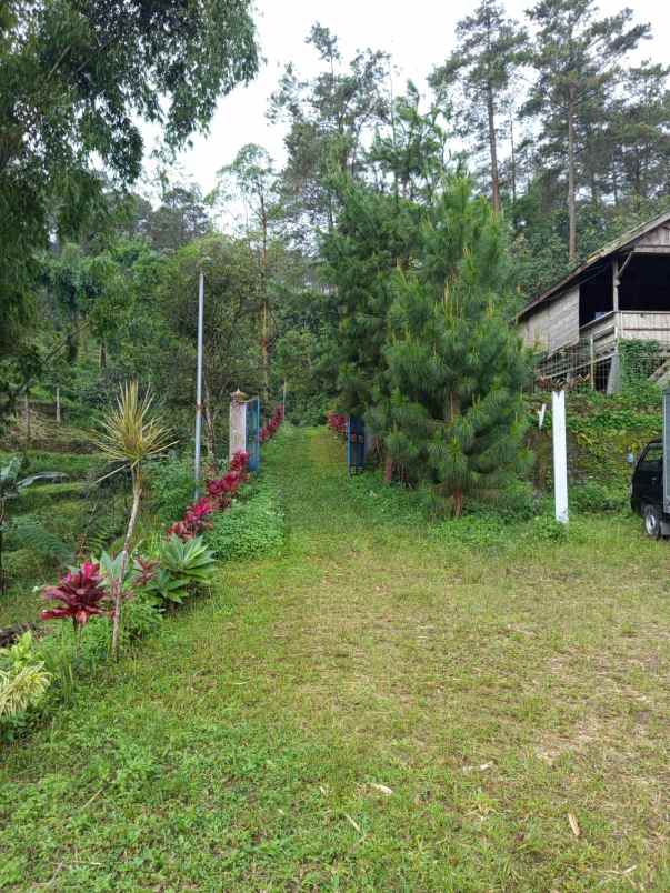 jual rumah hutan dan tanah luas