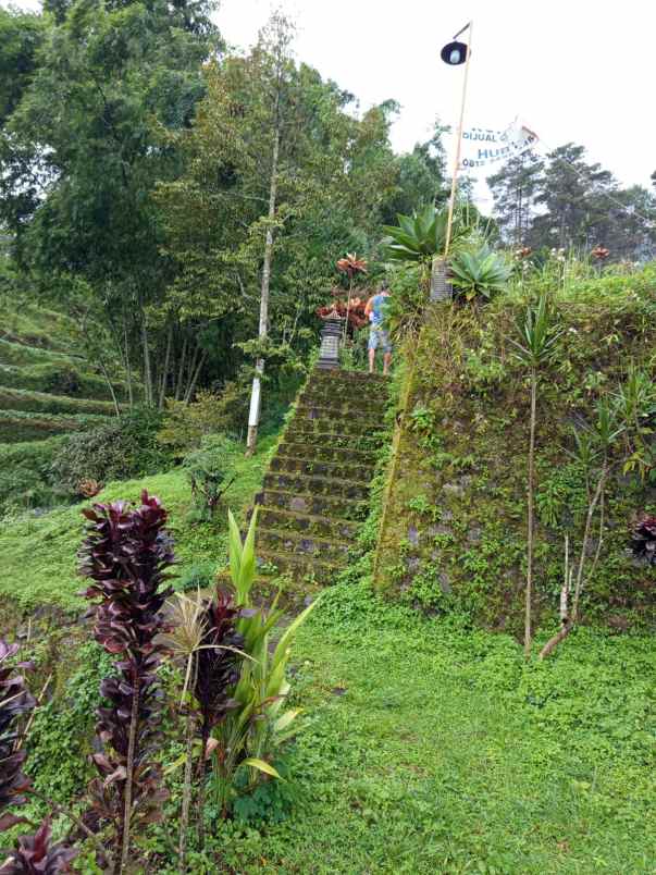 jual rumah hutan dan tanah luas