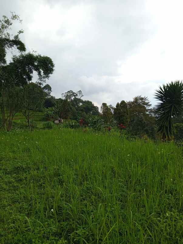 jual rumah hutan dan tanah luas