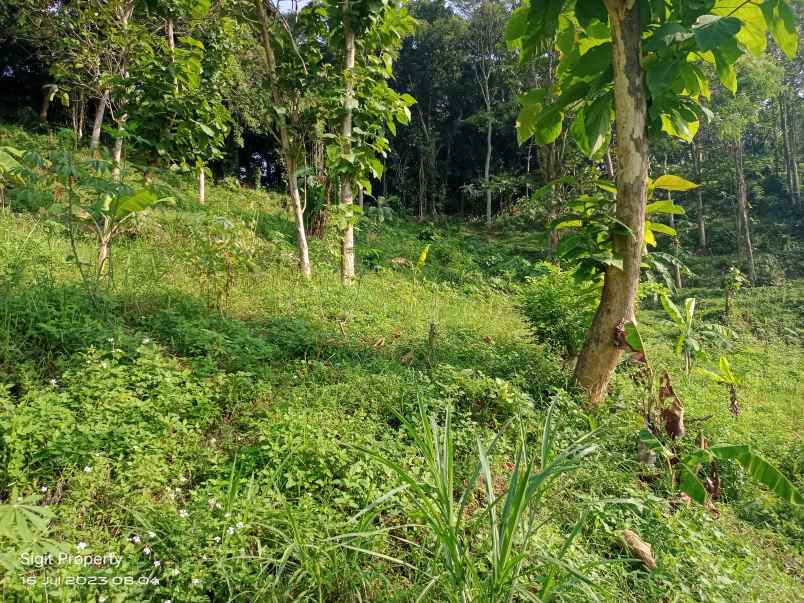 jual tanah murah 1 hektar di pudak payung