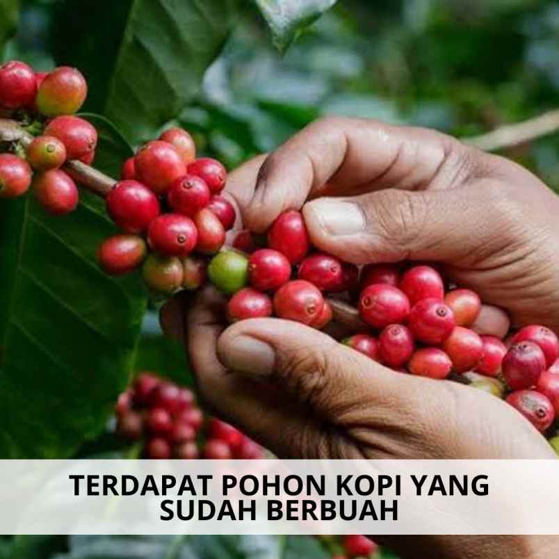 jual tanah murah di ciwidey