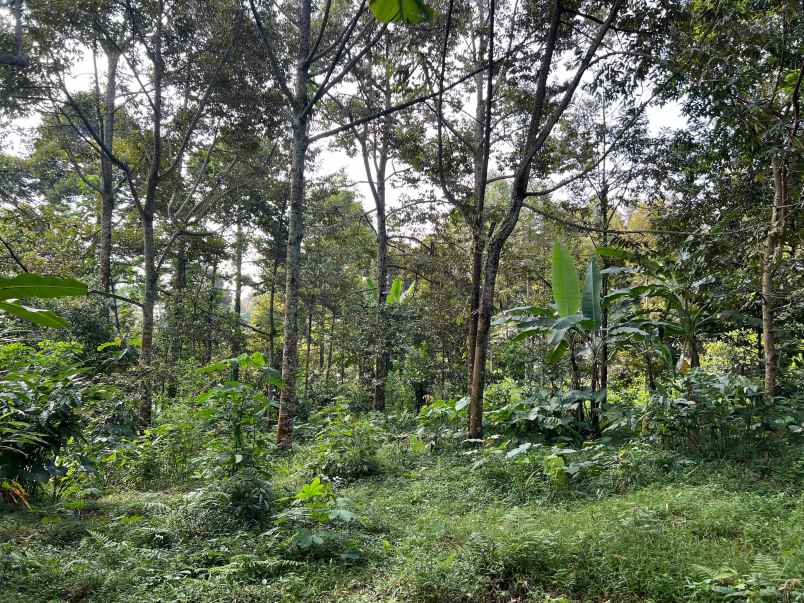 kebun durian 2400m siap buah karanganyar