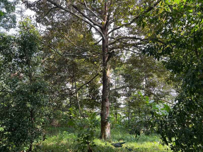 kebun durian 2400m siap buah karanganyar