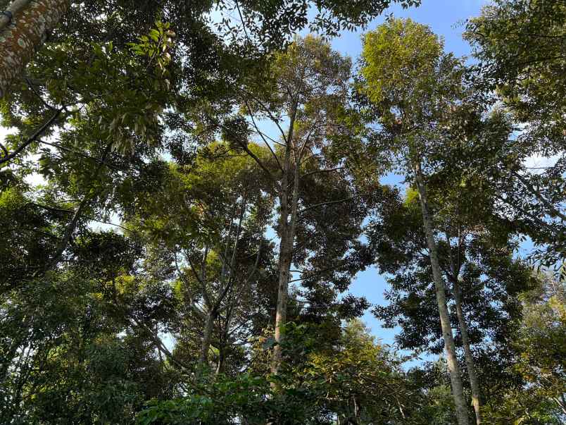 kebun durian 2400m siap buah karanganyar