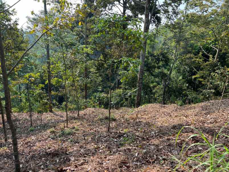 kebun durian 4800m kawasan wisata karanganyar