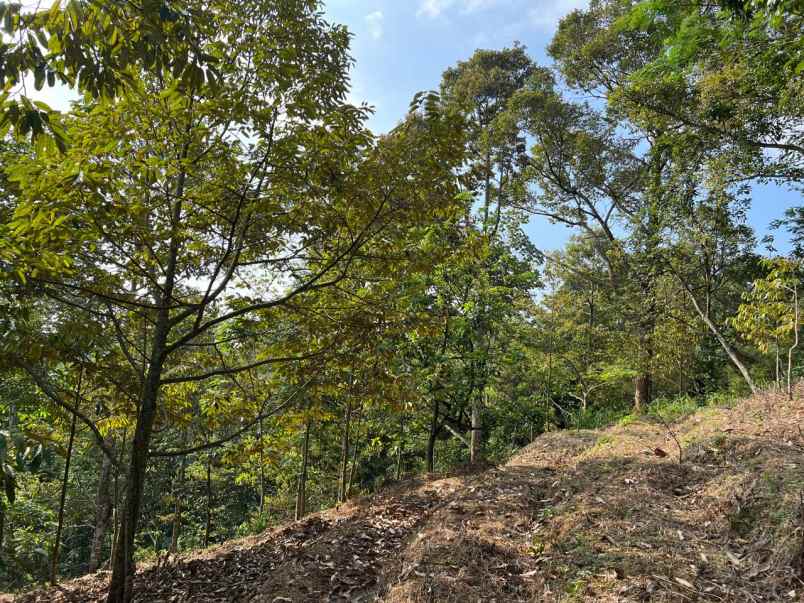 kebun durian 4800m kawasan wisata karanganyar