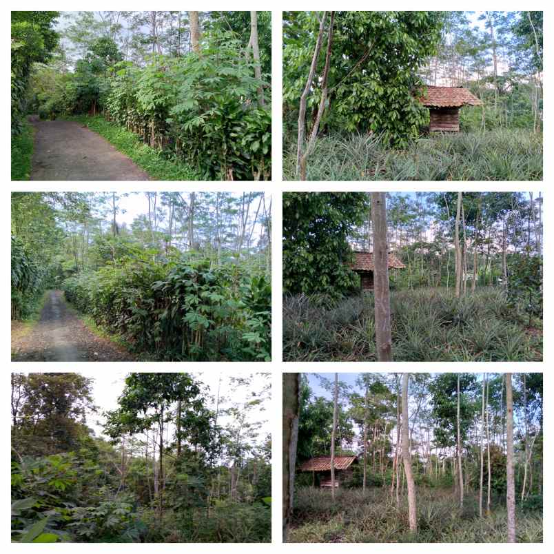 Kebun Produktif Daerah Ciater Subang Jawa Barat