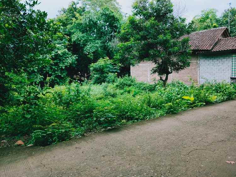 rumah kedawung sragen jawa