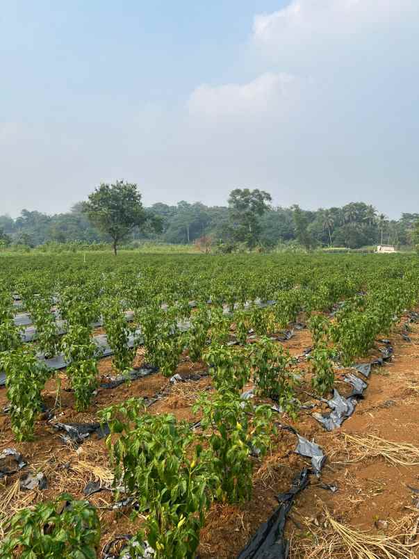 rumah shm renovasi di bsi2 sawangan