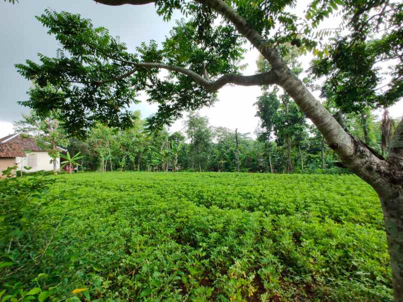 tanah barat pasar mojogedang