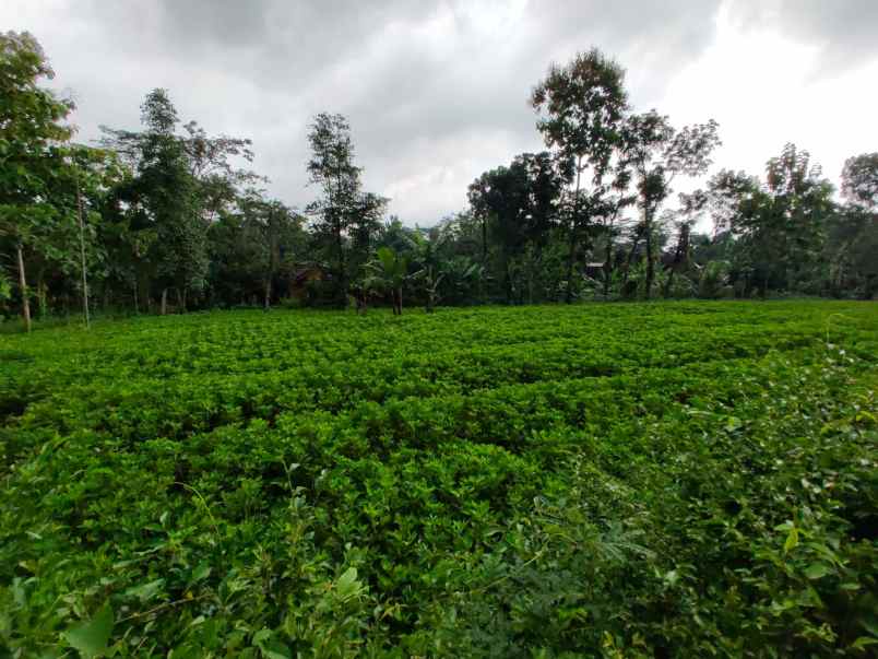 tanah barat pasar mojogedang