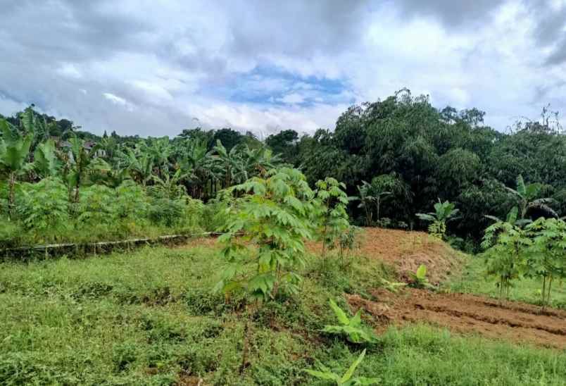 tanah bojong murni ciawi bogor