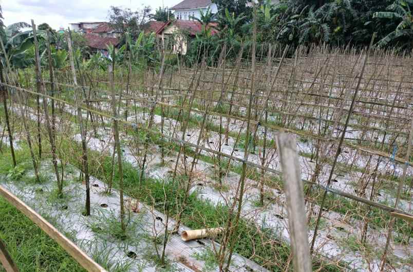 tanah bojong murni ciawi bogor