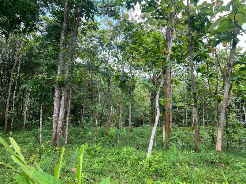 tanah datar 2293m 300 juta karanganyar