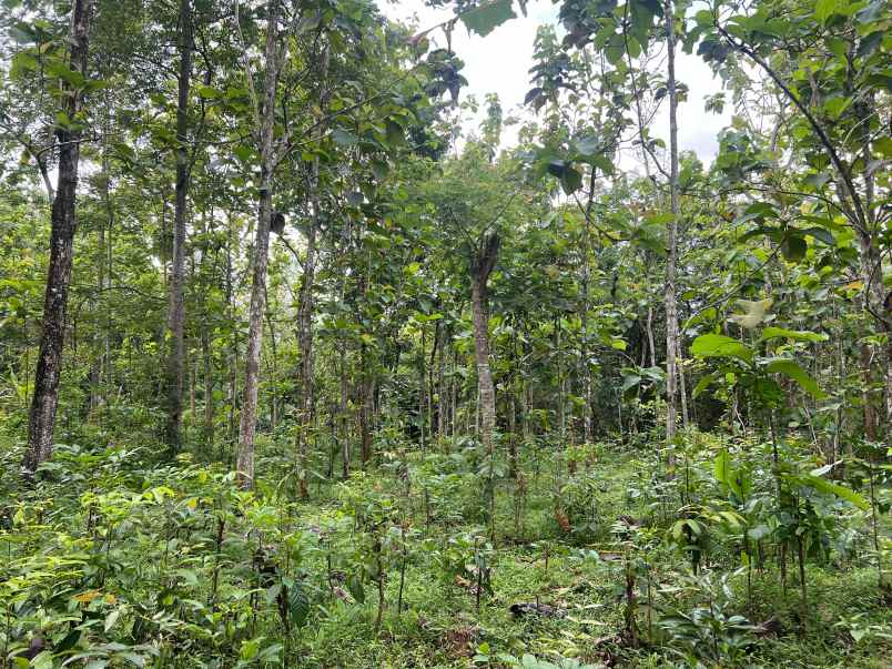 tanah datar 2293m 300 juta karanganyar