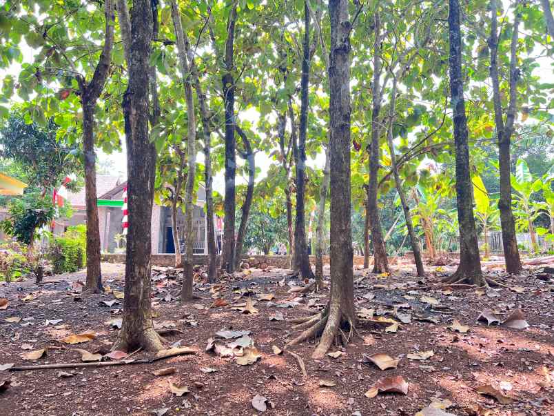 tanah datar 350 juta cocok untuk hunian sragen