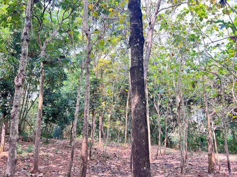 tanah datar 350 juta cocok untuk hunian sragen