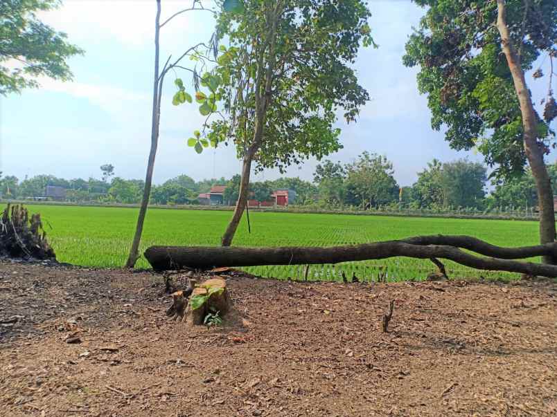 tanah datar view sawah 494m kedawung sragen