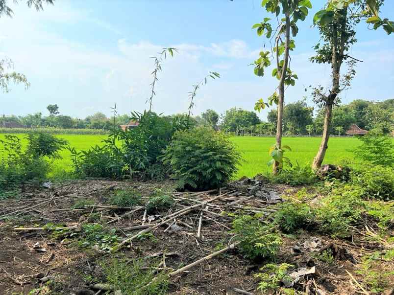 tanah datar view sawah 494m kedawung sragen