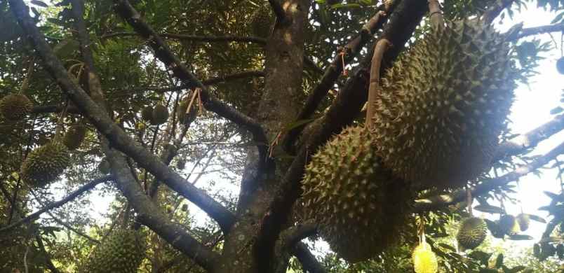 tanah kebun durian bawor musangking pisang jawa tengah