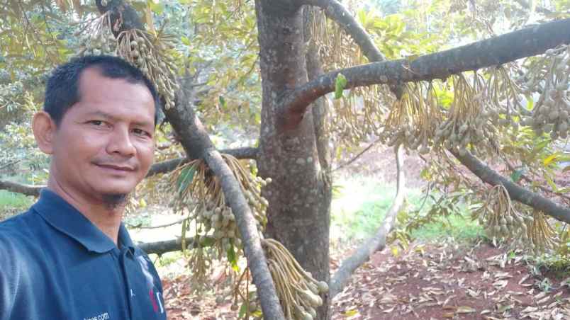 tanah kebun durian bawor musangking pisang jawa tengah