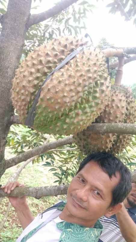 tanah kebun durian bawor musangking pisang jawa tengah
