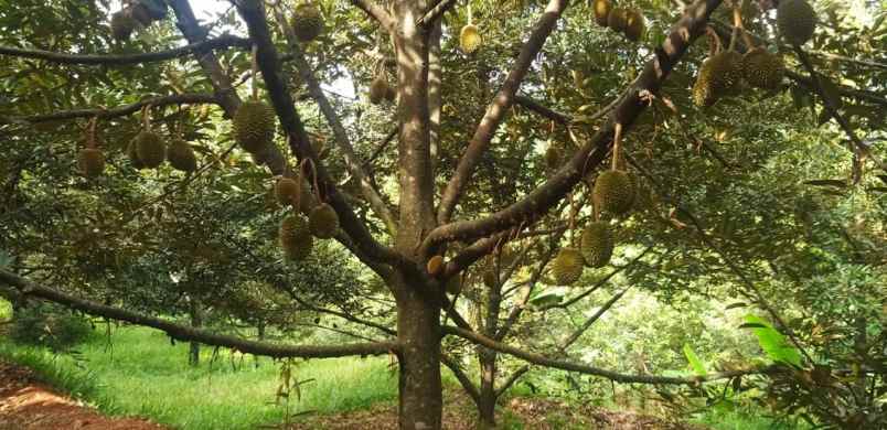 tanah kebun durian bawor musangking pisang jawa tengah