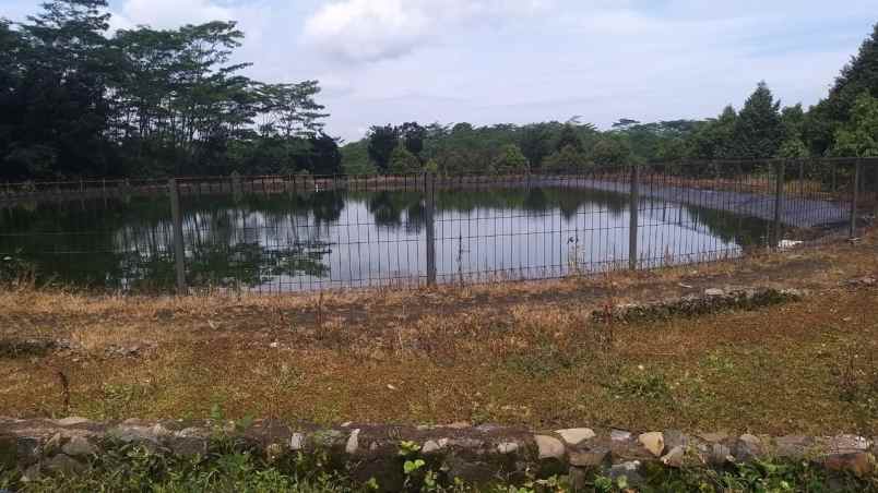 tanah kebun durian bawor musangking pisang jawa tengah