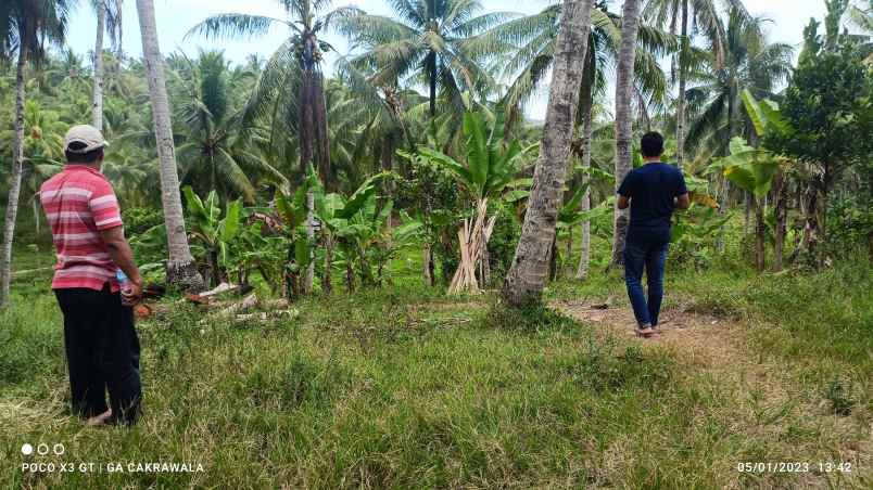 tanah luas 17 hektar di sidomulyo lampung selatan