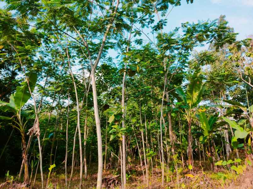 tanah mojogedang karanganyar