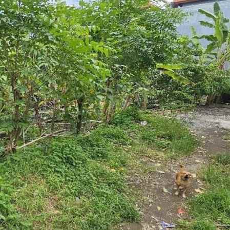 dijual 8 5 are jl raya padonan tibubeneng kuta utara