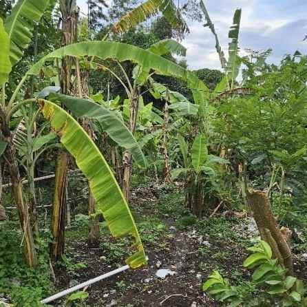 dijual 8 5 are jl raya padonan tibubeneng kuta utara