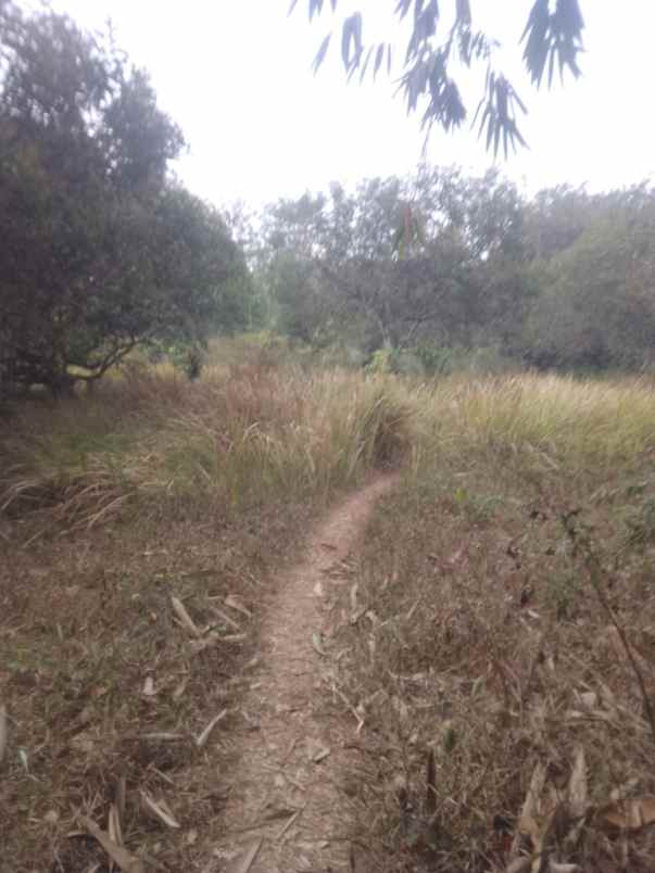 dijual kebun rambutan di campaka purwakarta