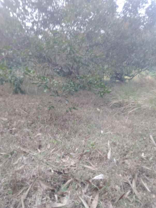 dijual kebun rambutan di campaka purwakarta