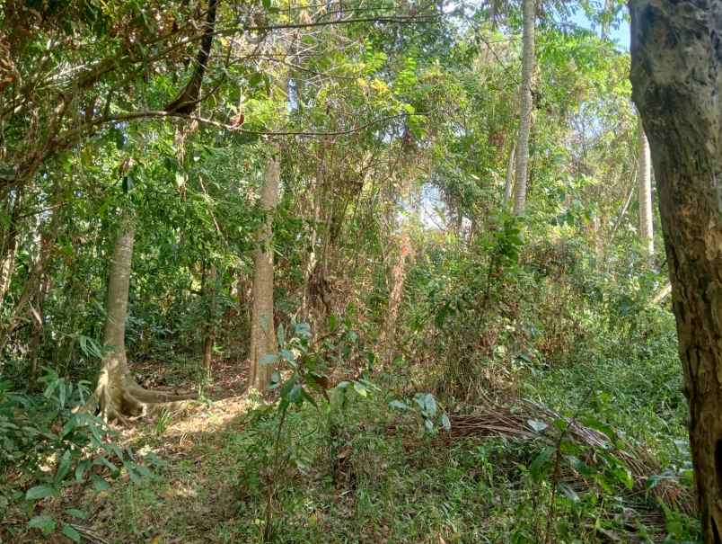 dijual tanah batuaji kerambitan tabanan