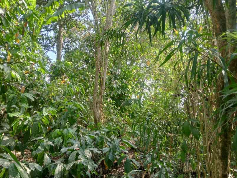 dijual tanah batuaji kerambitan tabanan