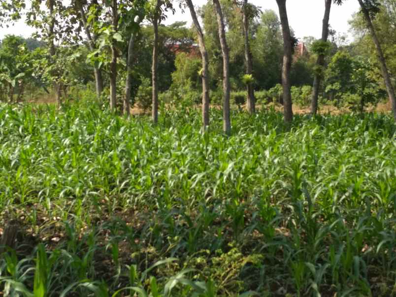 dijual tanah desa kacangan sumberlawang