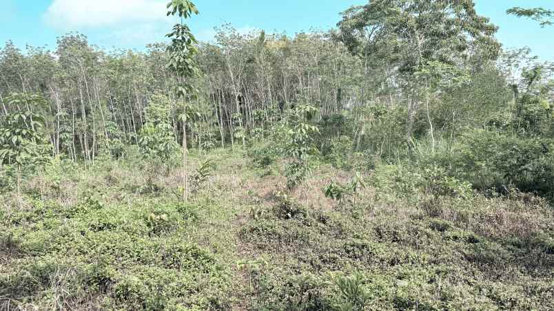 dijual tanah desa sidamulya