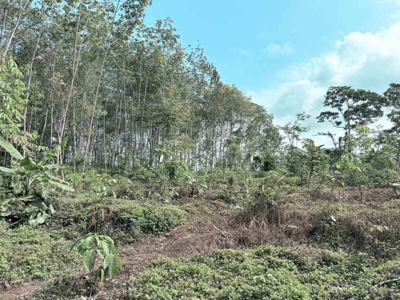 dijual tanah desa sidamulya